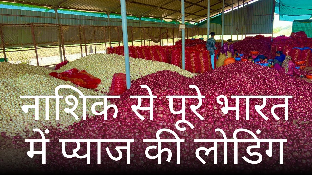 Nashik Onion Loading Today 🚛 | Bihar | UP | Rajasthan | South India | Assam