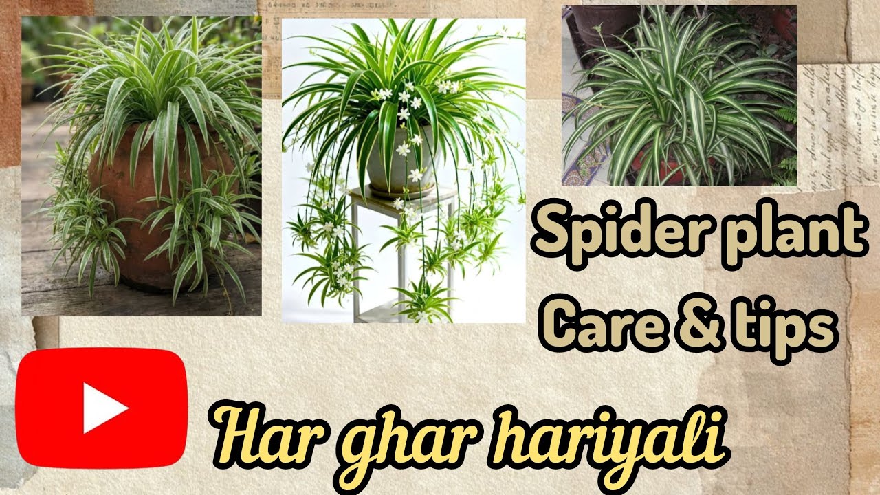 Spider Plant Care Guide in Hindi | Beginner Friendly Plant 🌿