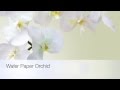 Moth Orchid Phaleanopsis  WAFER PAPER (TRAILER)