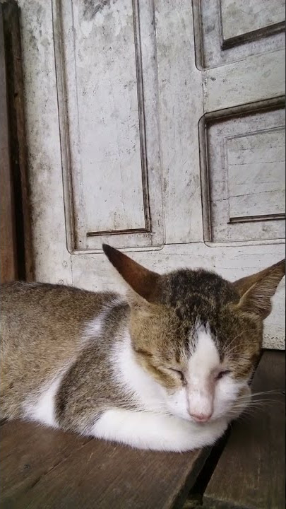 kucing lucu tidur#short#viraltiktok#catlovers#catloversclub@windu sejati official