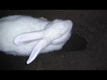 madrigueras de conejos - madre coneja saca sus crías de abajo de la tierra