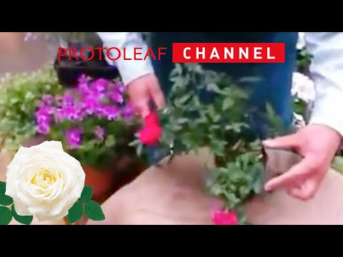 ミニバラの育て方 日常管理 開花後のお手入れ Youtube