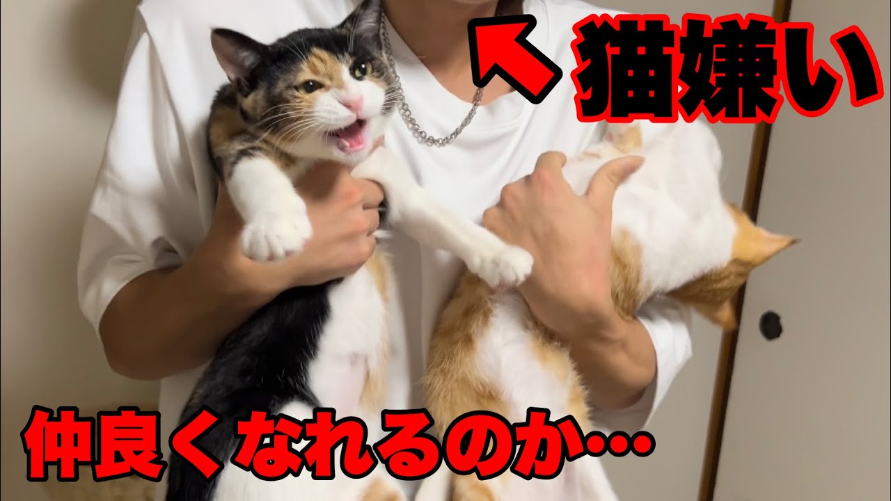 猫嫌いの友人と子猫の初対面の様子がコチラです Youtube