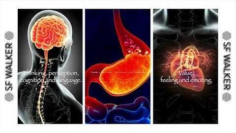 Breath Mindfulness, Brain, Heart, Gut   3 Brains, 1 Breath, 1 Mind