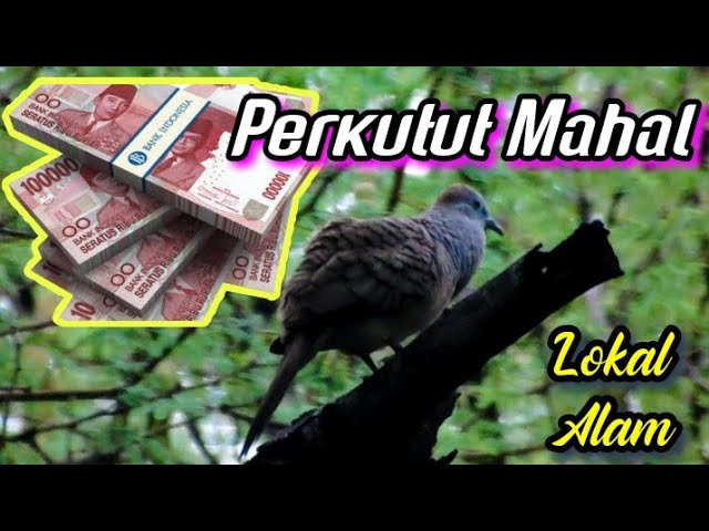 Ada Yg Berani Bayar Puluhan Juta Jika Berhasil Menangkap Perkutut Lokal Seperti ini ‼️ class=