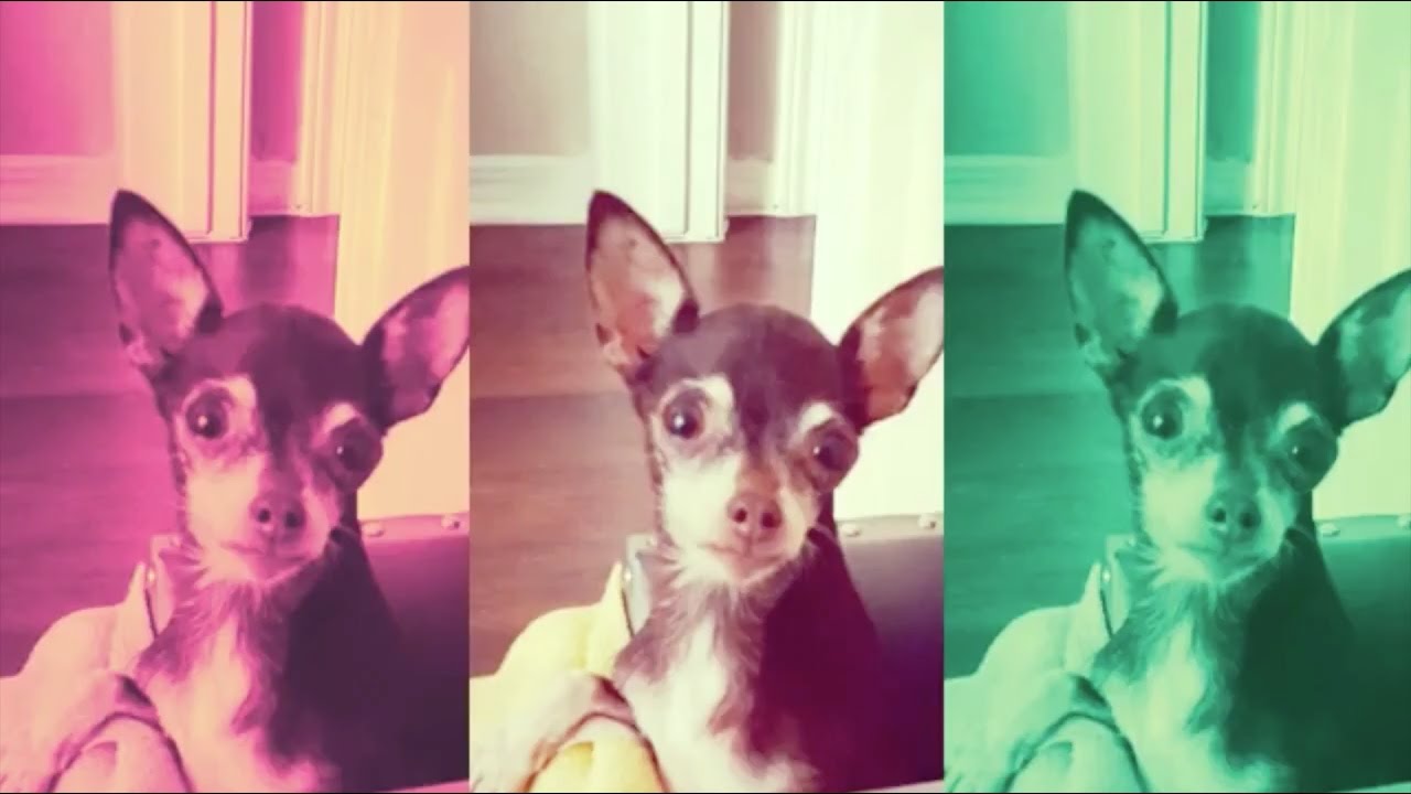 petco hours Marigold