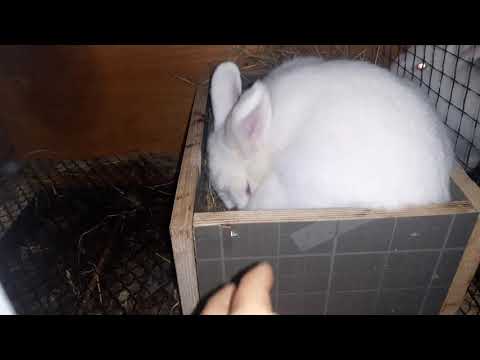 ბაჭიების დაბადების პროცესი