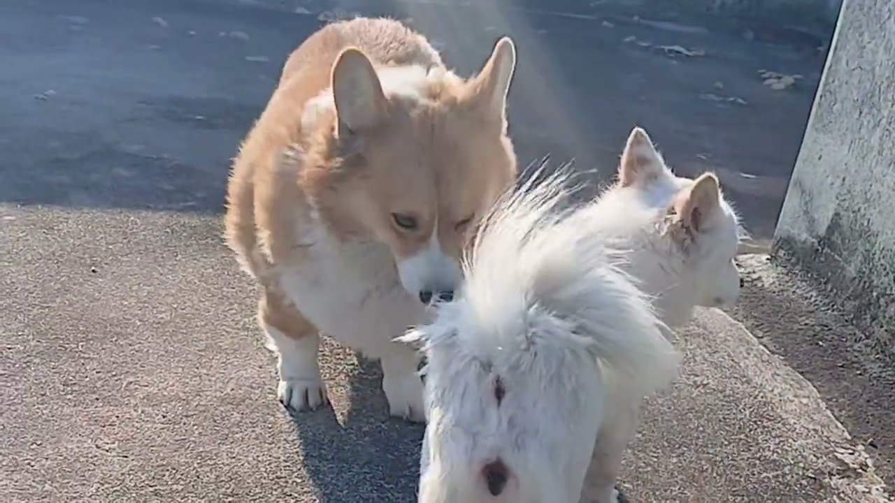 Welsh corgi mating 