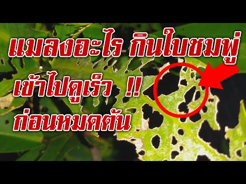 พาไปส่อง! แมลงอะไรมากินใบชมพู่!