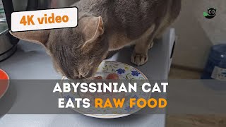 4K Purr-fectly Raw: Cat Feasting 🐾🥩  (Aby Cat Eats Raw Food in 4K) by Meow Moments 2 views 5 months ago 33 seconds