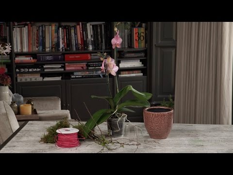 Video: Hoe orchideeën te redden? Orchideeënziekten en hun behandeling