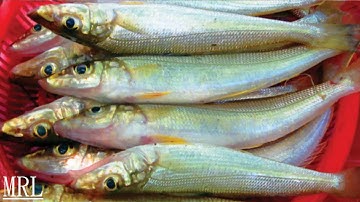 CÂU CÁ BỐNG ĐỤC TẠI CẦU CẢNG ĐẠI LÃNH VỊNH VÂN PHONG | FISHING