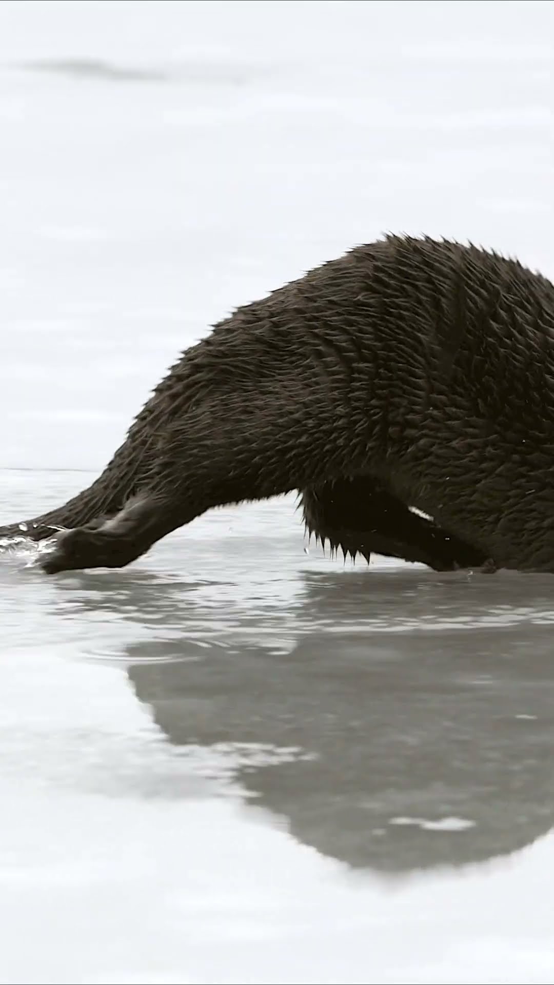 This playful otter is sliding on its belly to glide along the ice ? #Shorts