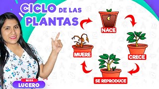 El ciclo de vida de las plantas | Miss Lucero - YouTube