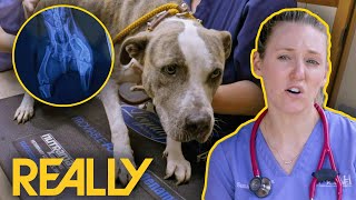 Poor Pup Left Chained Up With Dislocated Hip | Pit Bulls & Parolees