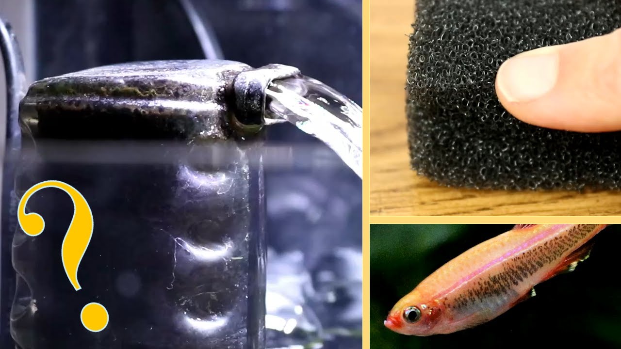 Do you actually NEED a filter in a fish tank? 