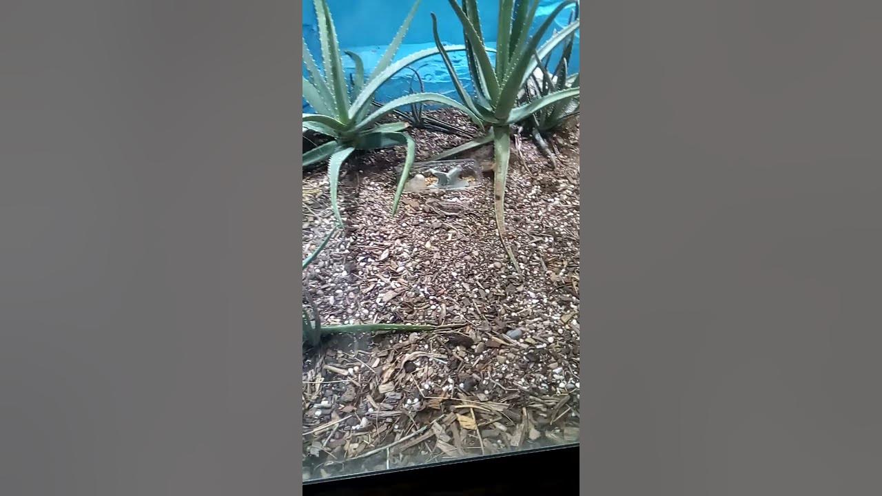 Reptile house. Drayton manor. YouTube