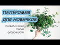 Как легко выращивать ПЕПЕРОМИЮ дома. Пеперомия ямчатая.