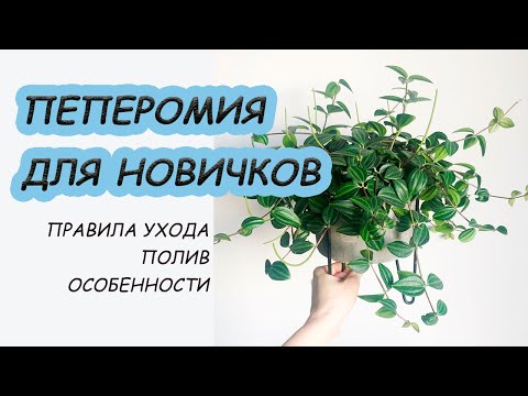 Video: Peperomia Krympet