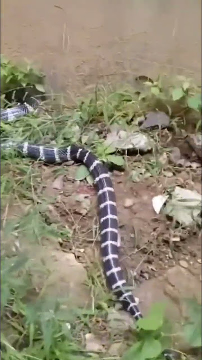 Ular hitam dan putih