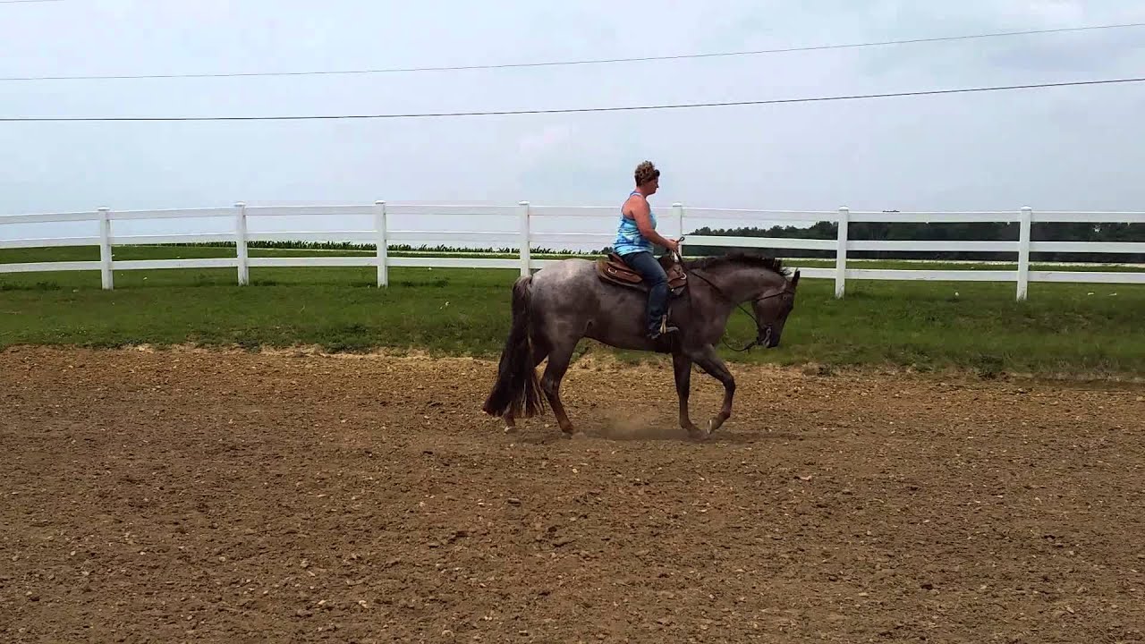 Chips Blue Rodder-right - YouTube