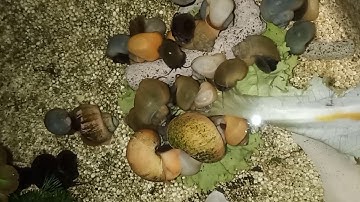 Cận cảnh ốc táo đẻ