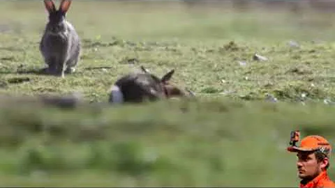Stote chasing and killing rabbit.