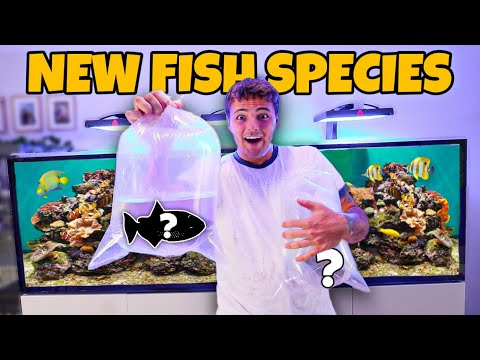 Buying RARE FISH for My SALTWATER AQUARIUM!!