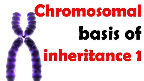 Chromosomal basis of inheritance 1