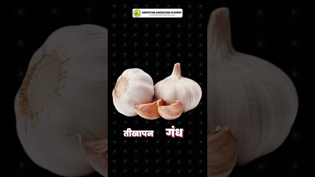 लहसुन में गंध क्यों आती है ? #agriculturecoaching #garlic #bscagriculture #horticulture