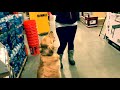 Stamford Dog Trainers / Connecticut Dog Trainers : 2 Year Old Golden Retriever Charlie Mac Stamford Dog Trainers / Connecticut Dog Trainers : 2 Year Old Golden Retriever Charlie Mac