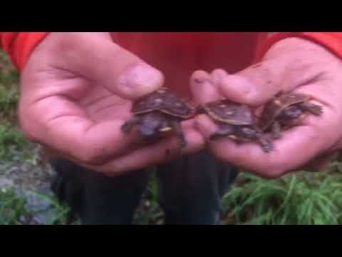 hurricane irma florida keys Baby Box turtles thanks to Irma