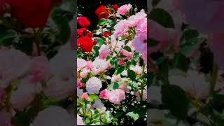 розы флорибунда 3