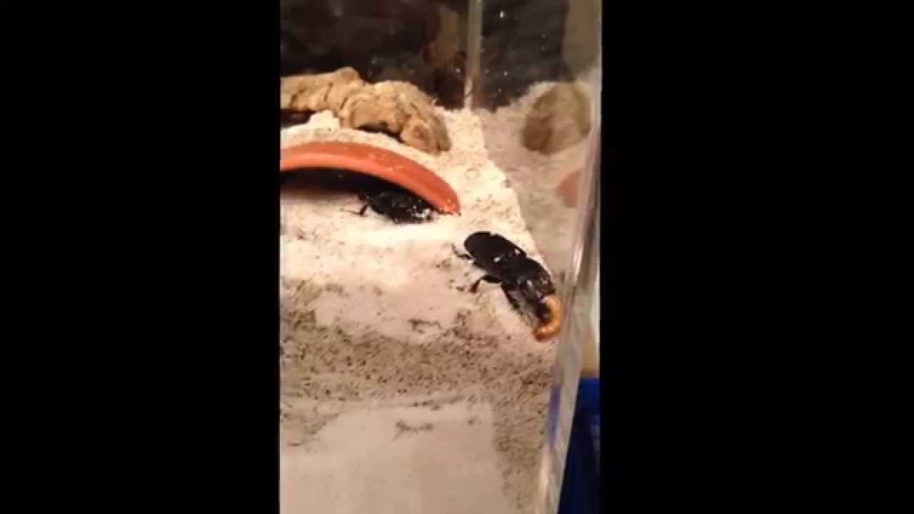 オオヒョウタンゴミムシ 餌を取り合う Youtube