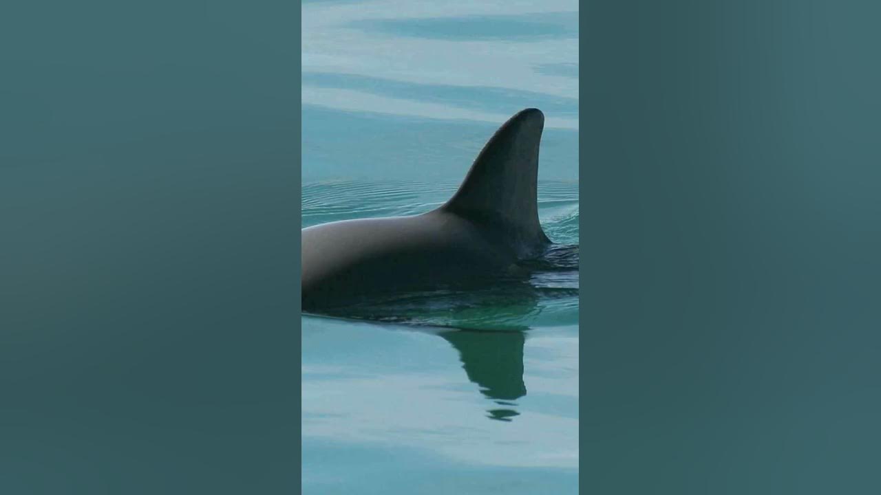 The World Most Endangered Animal Vaquita is Going Extinct.. shorts saveanimals YouTube