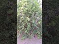 شجرة الليمون 🍋 لم تثمر عندي ما هو السبب