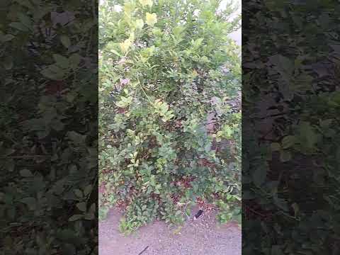 شجرة الليمون لم تثمر عندي ما هو السبب