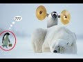 PENGUINS Are So FUNNY - Cute And Funny Penguin Videos Compilation 2018 [BEST OF]