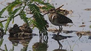 1080829宜蘭新南溼地彩鷸(Rostratula benghalensis)爸爸與三隻小彩鷸樹下乘涼休息3