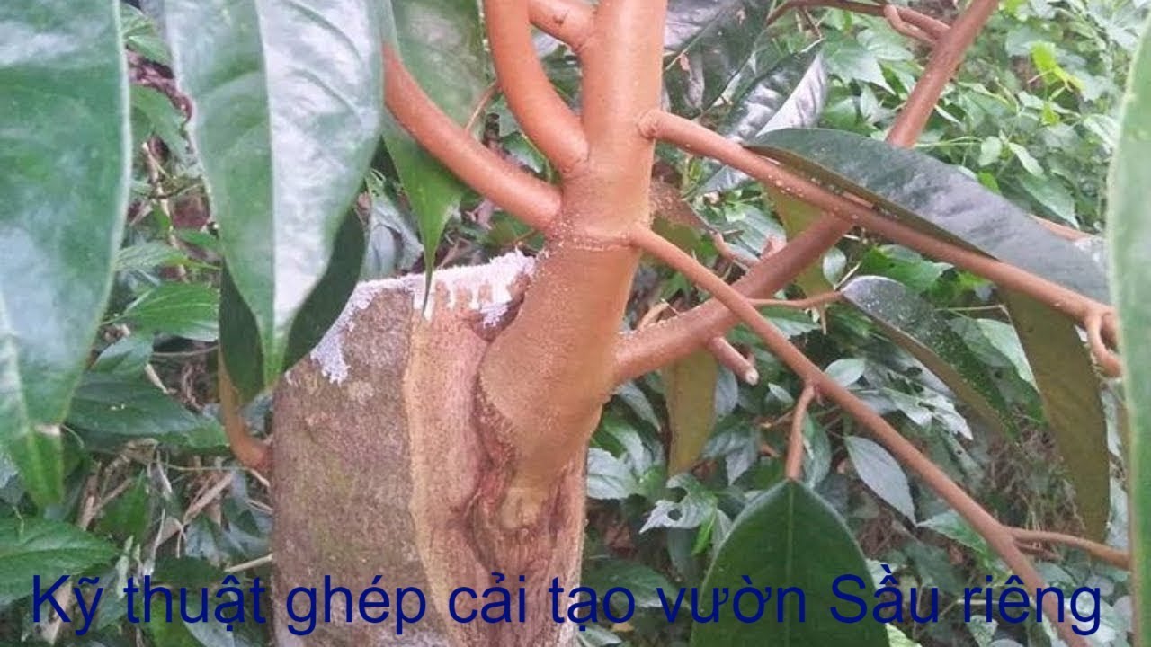 Nông nghiệp: Ghép cải tạo sầu riêng