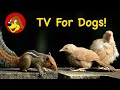 TV For Dogs 💖  Videos For Dogs To Watch : Birds &amp; Squirrels To Calm Separation Anxiety