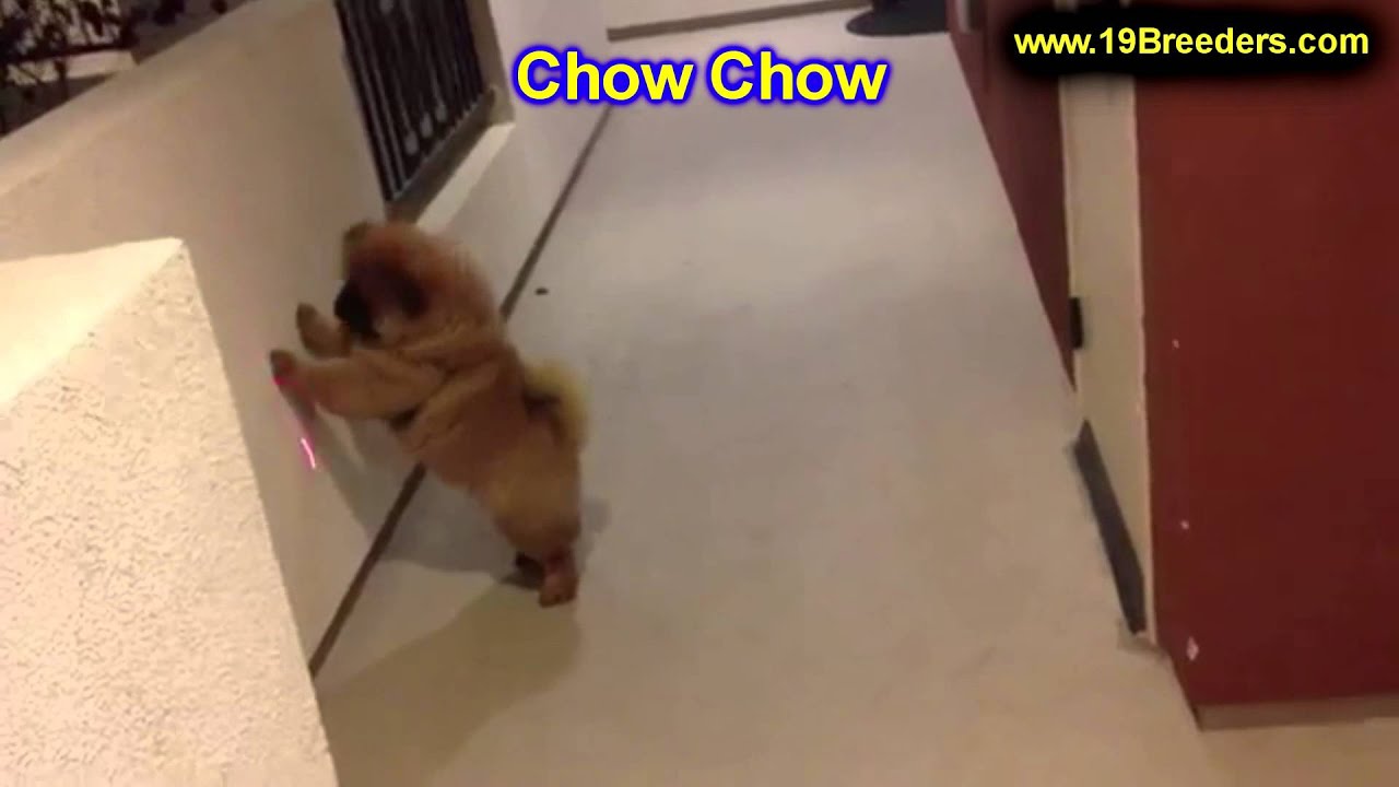 Chow Chow Puppies For Sale In Baltimore Maryland Md