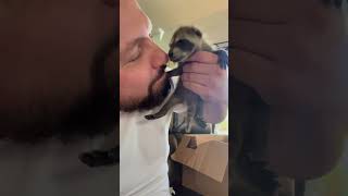 يرى الطفل الراكون والده للمرة الأولى / الراكون / الراكون الصغير / أليس وإيفا / baby raccoon