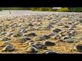 Raising millions of softshell turtle for meat  softshell turtle farming and harvesting technique