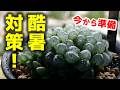 【初心者必見】酷暑対策はコレ!蒸れ・根腐れ対策の必須アイテムと室内栽培のコツ♪【多肉植物ハオルチア】