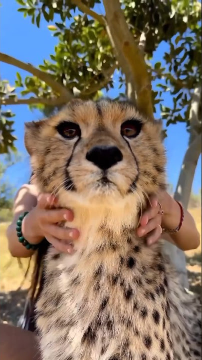 Cheetah Purrs