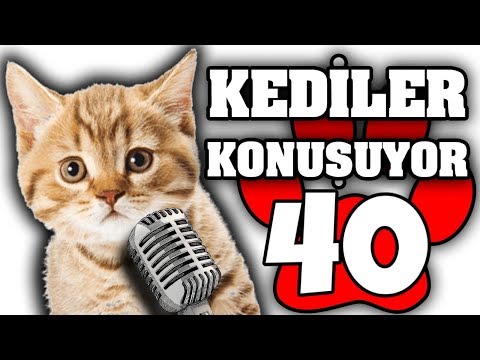 Konuşan Kediler #40 – En Komik Kedi Videoları