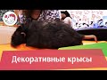 Декоративные крысы Как правильно выбрать на ilikepet