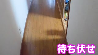 柴犬小春　影でバレバレ　こっそり待ち伏せする柴犬