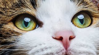 تعرف على| 5 سلالات وأنواع القطط ذات العيون الخضراء|5 breeds and types of cats with green eyes